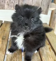 REDUCED. CHARMER, a male Pomeranian for sale in Summer Shade, KY – 6 of 10
