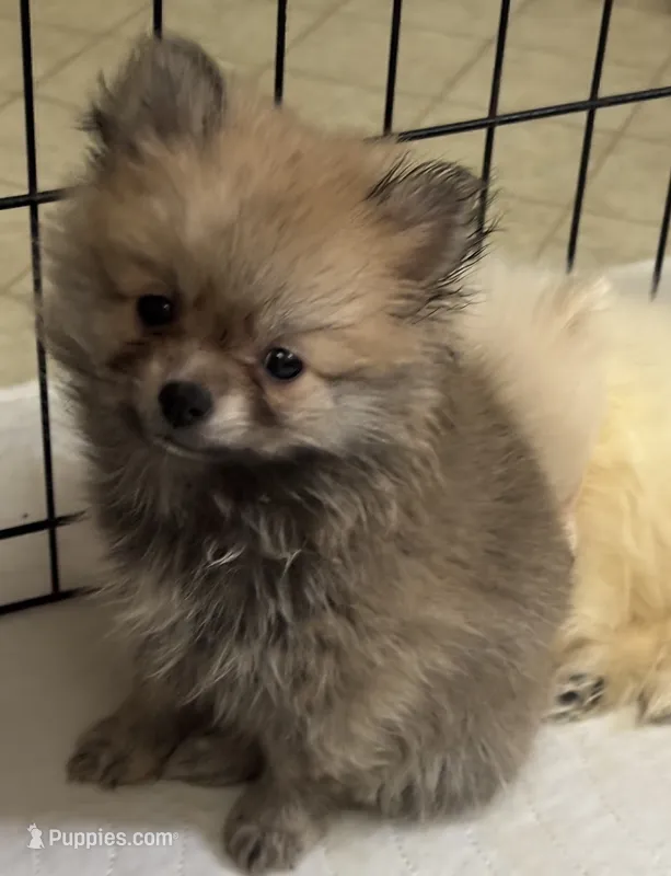 Penny – Pomeranian puppy for sale in Summer Shade, KY