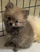 Penny, a female Pomeranian for sale in Summer Shade, KY – 3 of 8