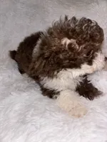 Chocolate 💋 , a male Poodle - Toy  for sale in Summer Shade, KY – Photo 6 of 8