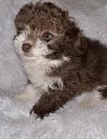 Chocolate 💋 , a male Poodle - Toy  for sale in Summer Shade, KY – Photo 2 of 8