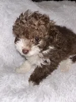 Chocolate 💋 , a male Poodle - Toy  for sale in Summer Shade, KY – Photo 7 of 8