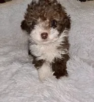 Chocolate 💋 , a male Poodle - Toy  for sale in Summer Shade, KY – Photo 8 of 8