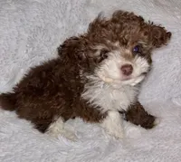 Chocolate 💋 , a male Poodle - Toy  for sale in Summer Shade, KY – Photo 3 of 8