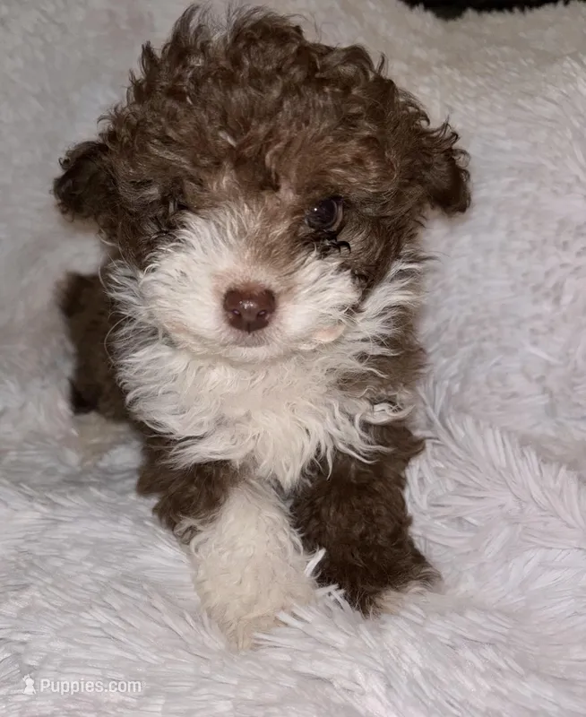 Chocolate 💋  – Poodle - Toy  puppy for sale in Summer Shade, KY