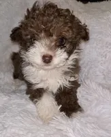 Chocolate 💋 , a male Poodle - Toy  for sale in Summer Shade, KY – Photo 1 of 8