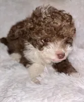 Chocolate 💋 , a male Poodle - Toy  for sale in Summer Shade, KY – Photo 5 of 8