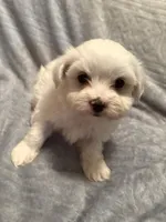 Snowball , a male Maltese for sale in Summer Shade, KY – 5 of 5