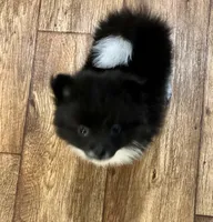 Marbles, a male Pomeranian for sale in Summer Shade, KY – 2 of 5