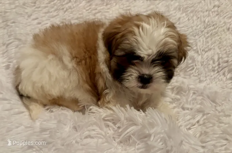 Happy – Mal Shi puppy for sale in Summer Shade, KY