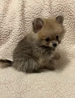 PENNY REDUCED. , a female Pomeranian for sale in Summer Shade, KY – 8 of 8
