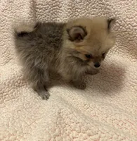PENNY REDUCED. , a female Pomeranian for sale in Summer Shade, KY – 3 of 8