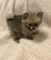 PENNY REDUCED. , a female Pomeranian for sale in Summer Shade, KY – 4 of 8
