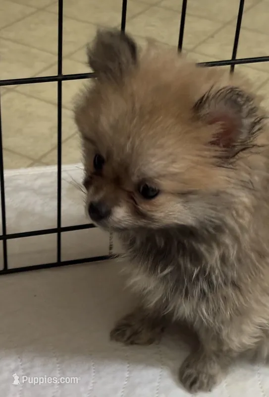 Penny – Pomeranian puppy for sale in Summer Shade, KY