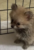 Penny, a female Pomeranian for sale in Summer Shade, KY – 1 of 8