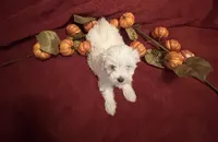 Prissy , a female Maltese for sale in Summer Shade, KY – 3 of 6