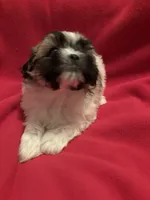 Fluffy , a female Mal Shi for sale in Summer Shade, KY – 4 of 6