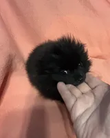 Cookie, a female Pomeranian for sale in Summer Shade, KY – Photo 4 of 4