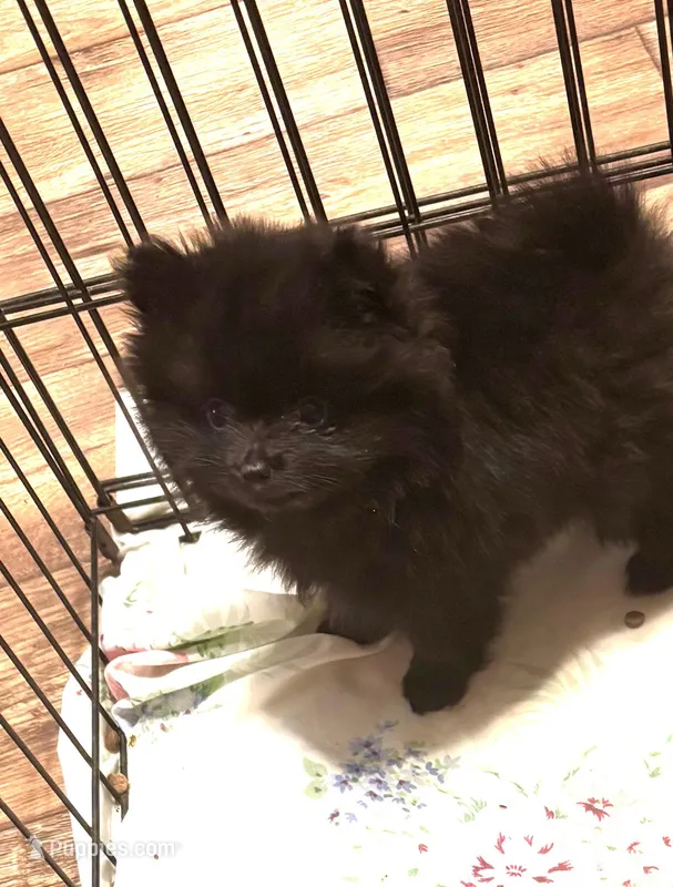 Cookie, a female Pomeranian for sale in Summer Shade, KY – Photo 1 of 4