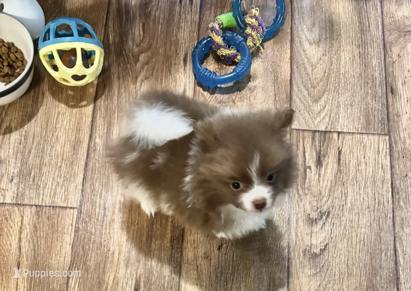 Chocolate parti  – Pomeranian puppy for sale in Summer Shade, KY