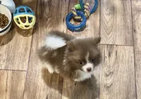 Chocolate parti , a male Pomeranian for sale in Summer Shade, KY – 6 of 6