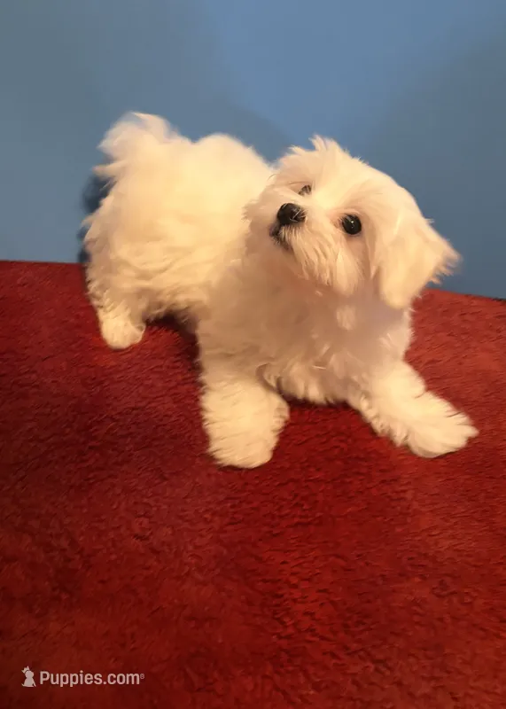 REDUCED Dynamite  – Maltese puppy for sale in Summer Shade, KY