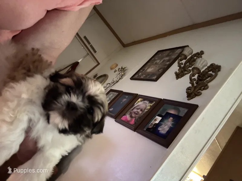 Gidget – Mal Shi puppy for sale in Summer Shade, KY