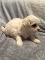 Snowball , a male Maltese for sale in Summer Shade, KY – 4 of 5