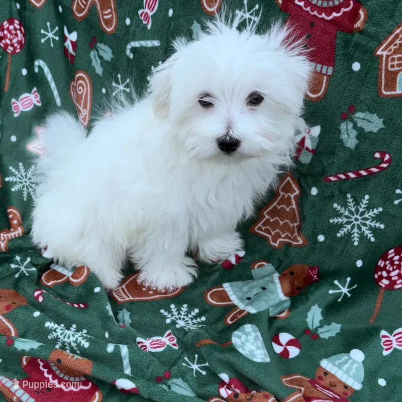 REDUCED Dynamite  – Maltese puppy for sale in Summer Shade, KY