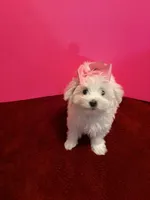 REDUCED. Prissy CKC , a female Maltese for sale in Summer Shade, KY – 9 of 9