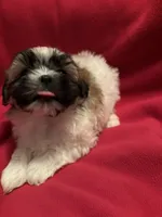 Fluffy , a female Mal Shi for sale in Summer Shade, KY – 3 of 6
