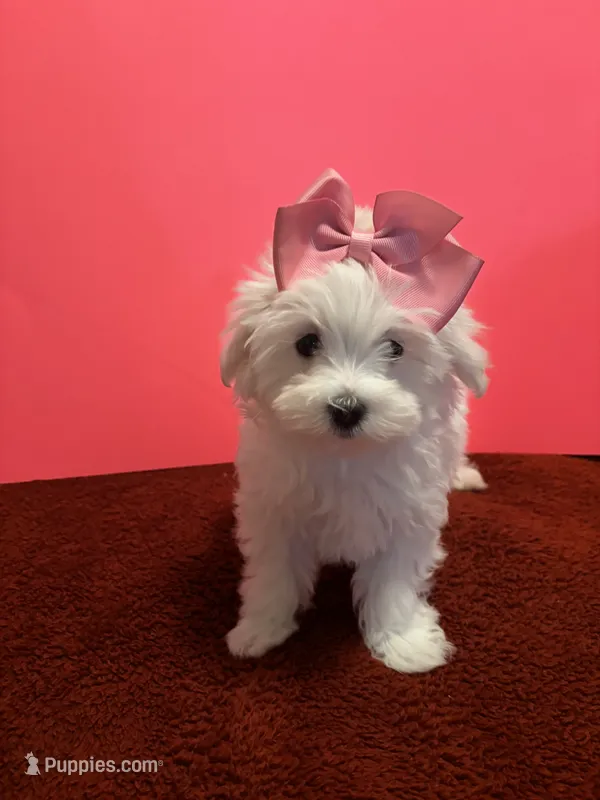 REDUCED. Prissy CKC  – Maltese puppy for sale in Summer Shade, KY