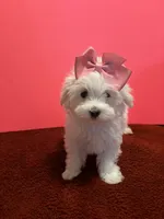 REDUCED. Prissy CKC , a female Maltese for sale in Summer Shade, KY – 1 of 9