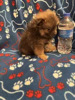 Bouncy Micky, a male Pomeranian for sale in Summer Shade, KY – 2 of 8