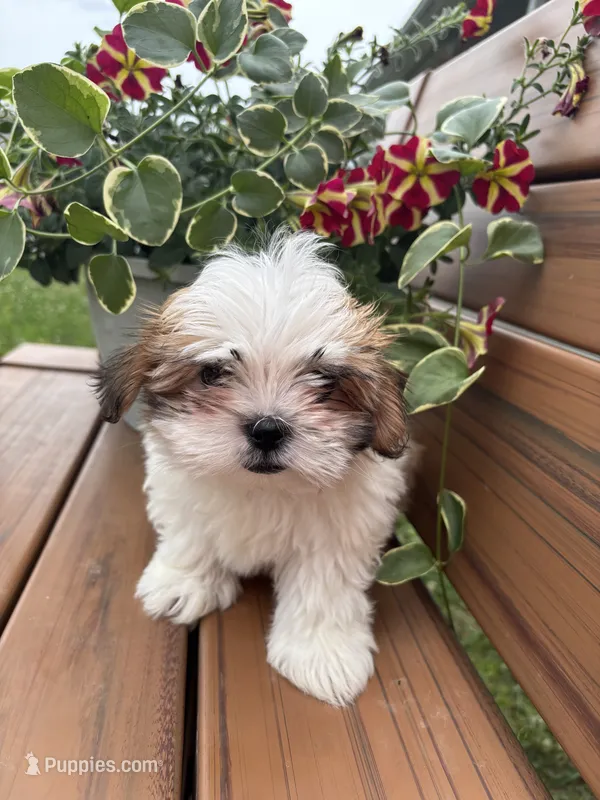 Precious updated pics – Mal Shi puppy for sale in Summer Shade, KY