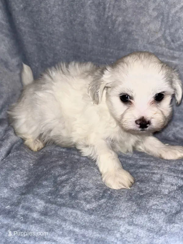 Snowball  – Maltese puppy for sale in Summer Shade, KY