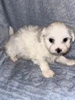 Snowball , a male Maltese for sale in Summer Shade, KY – 1 of 5