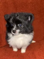 Black Parti , a male Pomeranian for sale in Summer Shade, KY – 4 of 7