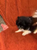 Black Parti , a male Pomeranian for sale in Summer Shade, KY – 3 of 7
