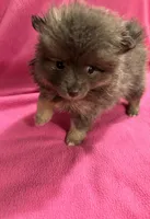 Brandy, a female Pomeranian for sale in Summer Shade, KY – 2 of 10