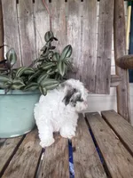 King, a male Maltipoo for sale in Summer Shade, KY – 4 of 5
