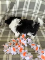 Lola, a female Maltipom for sale in Summer Shade, KY – 4 of 10