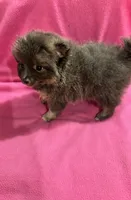 Brandy, a female Pomeranian for sale in Summer Shade, KY – 3 of 10