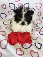 Skye, a female Maltipom for sale in Summer Shade, KY – 4 of 8