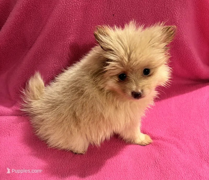 Sunshine  – Pomeranian puppy for sale in Summer Shade, KY