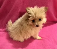 Sunshine , a female Pomeranian for sale in Summer Shade, KY – 8 of 9