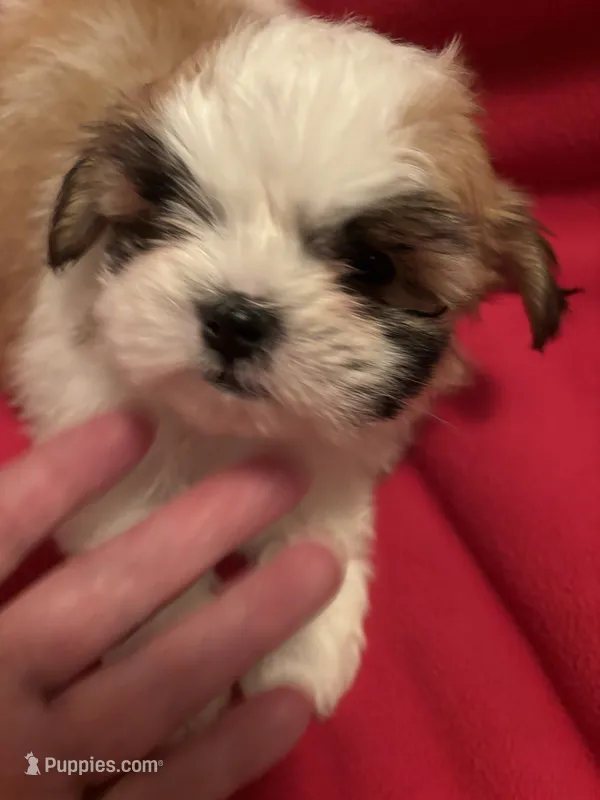Trixie – Mal Shi puppy for sale in Summer Shade, KY