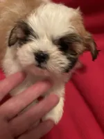 Trixie, a female Mal Shi for sale in Summer Shade, KY – 1 of 6