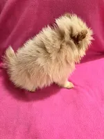 Sunshine , a female Pomeranian for sale in Summer Shade, KY – 6 of 9