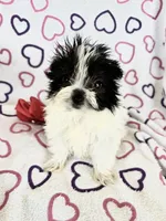 Skye, a female Maltipom for sale in Summer Shade, KY – 3 of 8